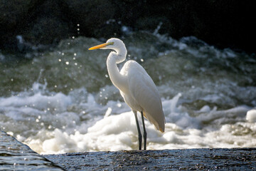 水辺のダイサギ