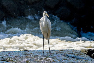 水辺のダイサギ