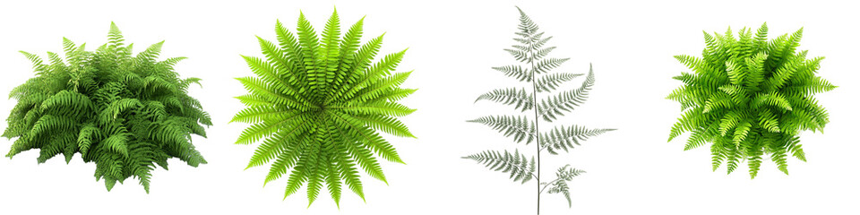 Lush Green Ferns and Feathery Leaves for Natural and Vibrant Backgrounds