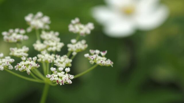 春風に揺れる草花 5倍スローモーション