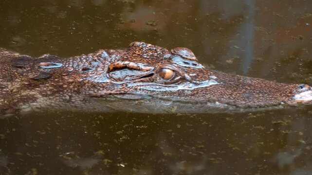 An assembled massive crocodile skeleton is situated in the open air museum in Thailand. Shot in motion