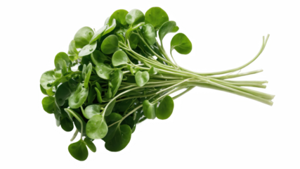 Fresh watercress bunch displayed against a muted green background.