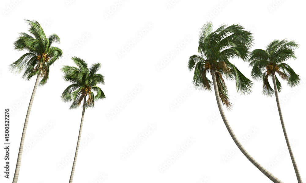 Fototapete Cut out realistic coconut trees collection on transparent backgrounds. high quality 3d rendering. png format	