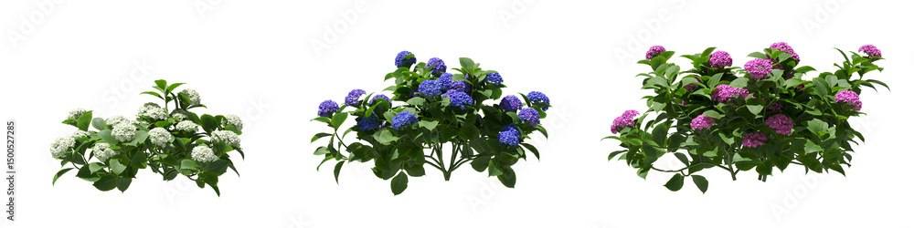 Poster cut out realistic hydrangea collection on transparent backgrounds. high quality 3d rendering. png fo