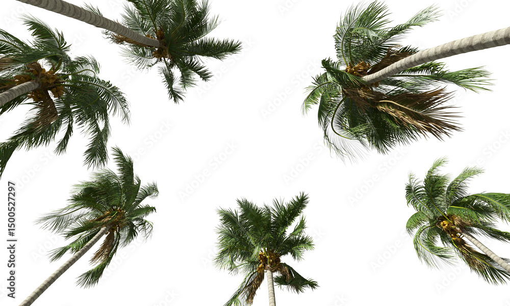 Aufkleber turn up view, realistic coconut trees collection on transparent backgrounds. high quality 3d renderi