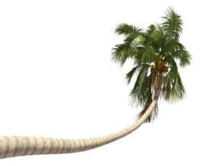 Realistic coconut trees collection on transparent backgrounds. high quality 3d rendering. png format	