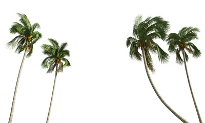 Cut out realistic coconut trees collection on transparent backgrounds. high quality 3d rendering....