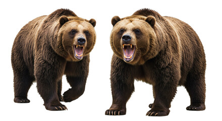Fototapeta premium Two brown bears standing side by side with their mouths open in a display of aggression and power isolated on transparent background