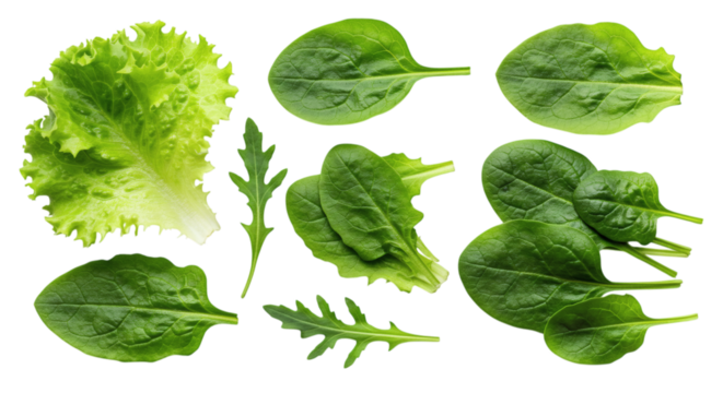 Assortment of fresh green leafy vegetables including lettuce arugula and spinach arranged centrally isolated on transparent background