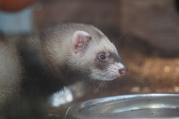Ferret curiously exploring its surroundings in a habitat