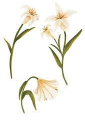 bouquet of lilies.Elegant white lily flowers with green leaves, perfect for decoration, isolated on transparent background.