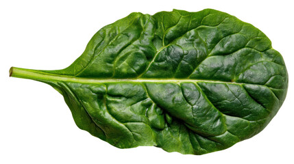 Fototapeta premium Fresh spinach leaf isolated on white background.