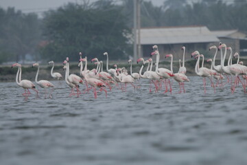Naklejka premium Flemingoes in Saltans in Mannar, Sri Lanka 
