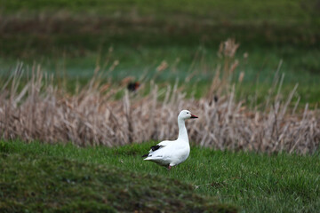 snow goose on grass