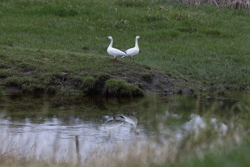 snow goose reflections