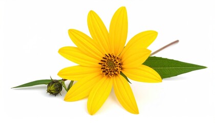 Yellow flower with bud, leaf, and white.