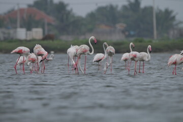 Flemingoes in Saltans in Mannar, Sri Lanka 