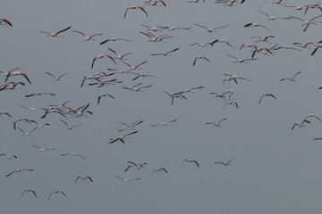 Flamingos in the Saltans of Mannar, Sri Lanka 
