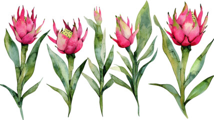 Title: Watercolor Style Dragon Fruit Illustration Hand Painted Exotic Tropical Fruit Art in PNG