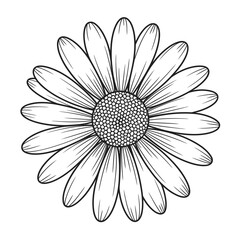 Daisy Flower Illustration in Black and White Perfect for Coloring Pages