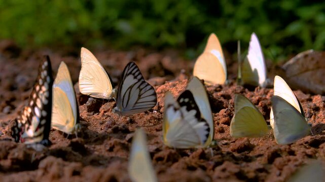 Group Of Butterflies Images – Browse 66,399 Stock Photos, Vectors, and ...