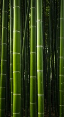 Fototapeta premium Photo of Dense Bamboo Forest with Vibrant Green Stems and Natural Sunlight