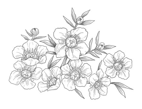 Manuka kanuka flower set botanical sketch illustration	