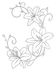 digital resource lily flower botanical illustration