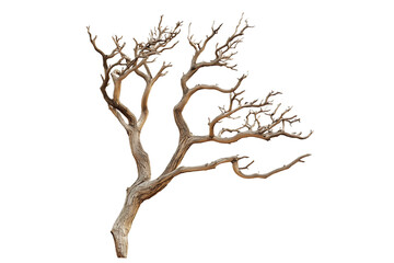 Fototapeta premium Dead tree branch isolated on transparent background