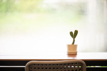 Small cactus with window light