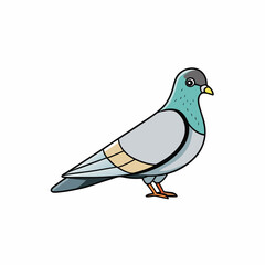 dove on a white background