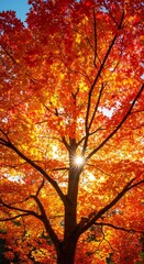 Photo of Majestic Red Autumn Tree Sunlight Bursting Through Branches