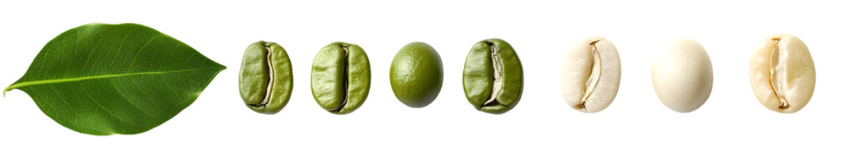 Obraz premium Coffee bean development stages from leaf to ready