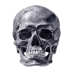Fototapeta premium Detailed Anatomical Human Skull Illustration