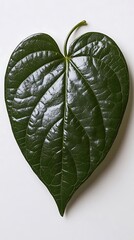 Heart-shaped leaf, isolated, white background, botany