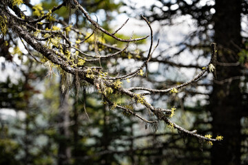 A closeup of tree branches adorned with green moss and lichen in a tranquil, beautiful forest setting