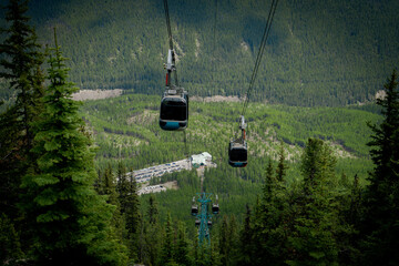 Gondolas ascend through a dense pine forest in Banff