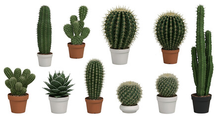 Variety of Cacti in Pots