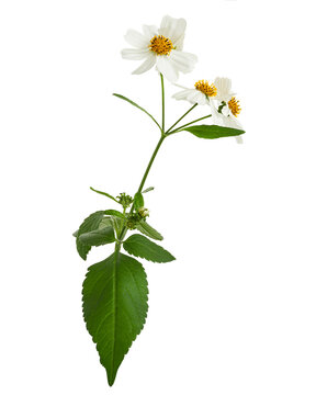Bidens pilosa, Hairy beggarticks, white flower isolated on white background, with clipping path