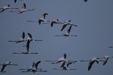 Migrant flemingoes in Mannar Saltans, Sri Lanka 