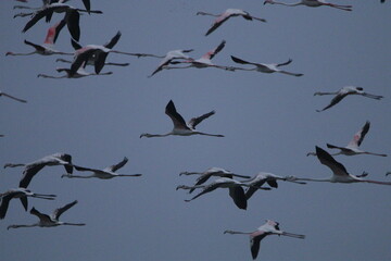 Migrant flemingoes in Mannar Saltans, Sri Lanka 