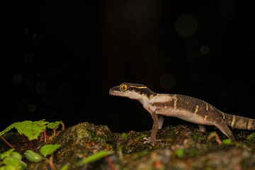 White-banded ground gecko | lizard on a rock