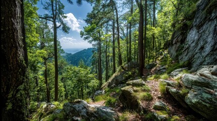 Obraz premium Scenic Mountain Path Through Lush Forest Greenery with Breathtaking View of Deep Valley and Clear Sky in the Background on a Sunny Day