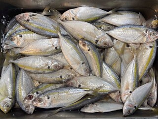 Fresh fish in container display in the supermarket