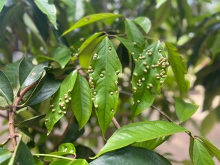 Obraz premium Close up view of Dersono Guava leaves or Syzygium aqueum