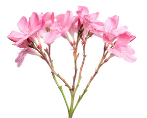 Nerium oleander, Pink oleander flowers isolated on white background with clipping path 