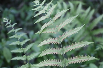 Fototapeta premium Photo of Fern, Leaf, Bright, Pattern, Nature, Green Background, Zoom