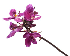 Purple orchid, Philippine ground orchid, Tropical flowers isolated on white background, with clipping path  