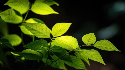 Sunlit Green Foliage Showcasing Vibrant Light and Texture in a Natural Setting with Shadows and Depth for Nature Lovers and Landscapes