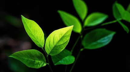 Close-Up View of Fresh Green Leaves Against a Dark Background Highlighting the Texture and Vibrancy of Nature's Foliage in Natural Light